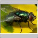 Lucilia sp - Schmeissfliege Goldfliege 13.jpg